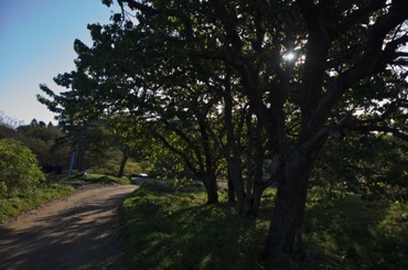 Country Lane, Monhegan